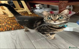 Mixed Breed cats for sale: £50 bengal 1 year girl  in London - Image 2