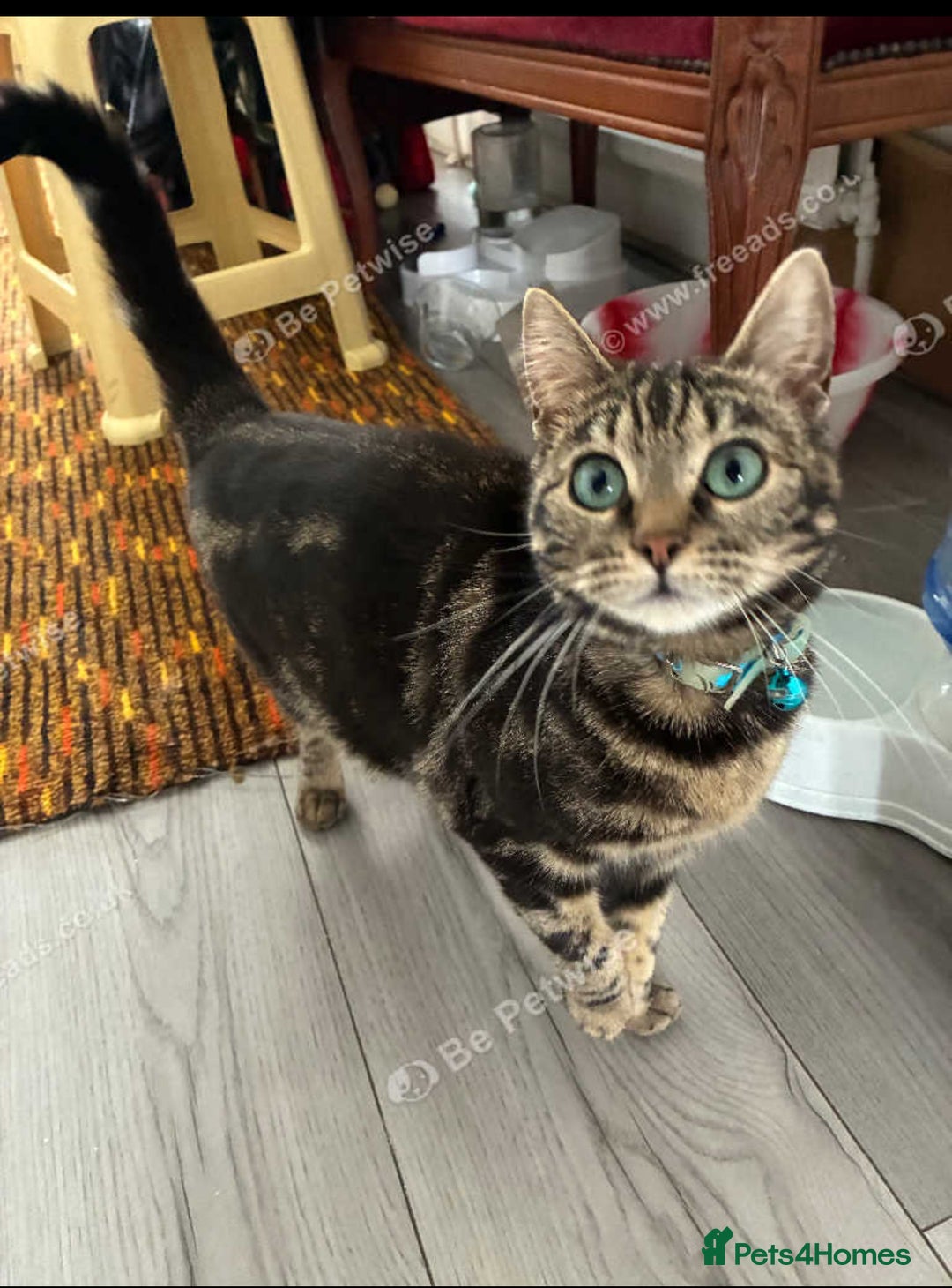Mixed Breed cats for sale: £50 bengal 1 year girl  in London - Image 2