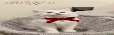Persian 2