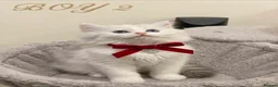 Persian cats for sale: 🐾 Beautiful Persian Kittens 🐾 - Advert 3