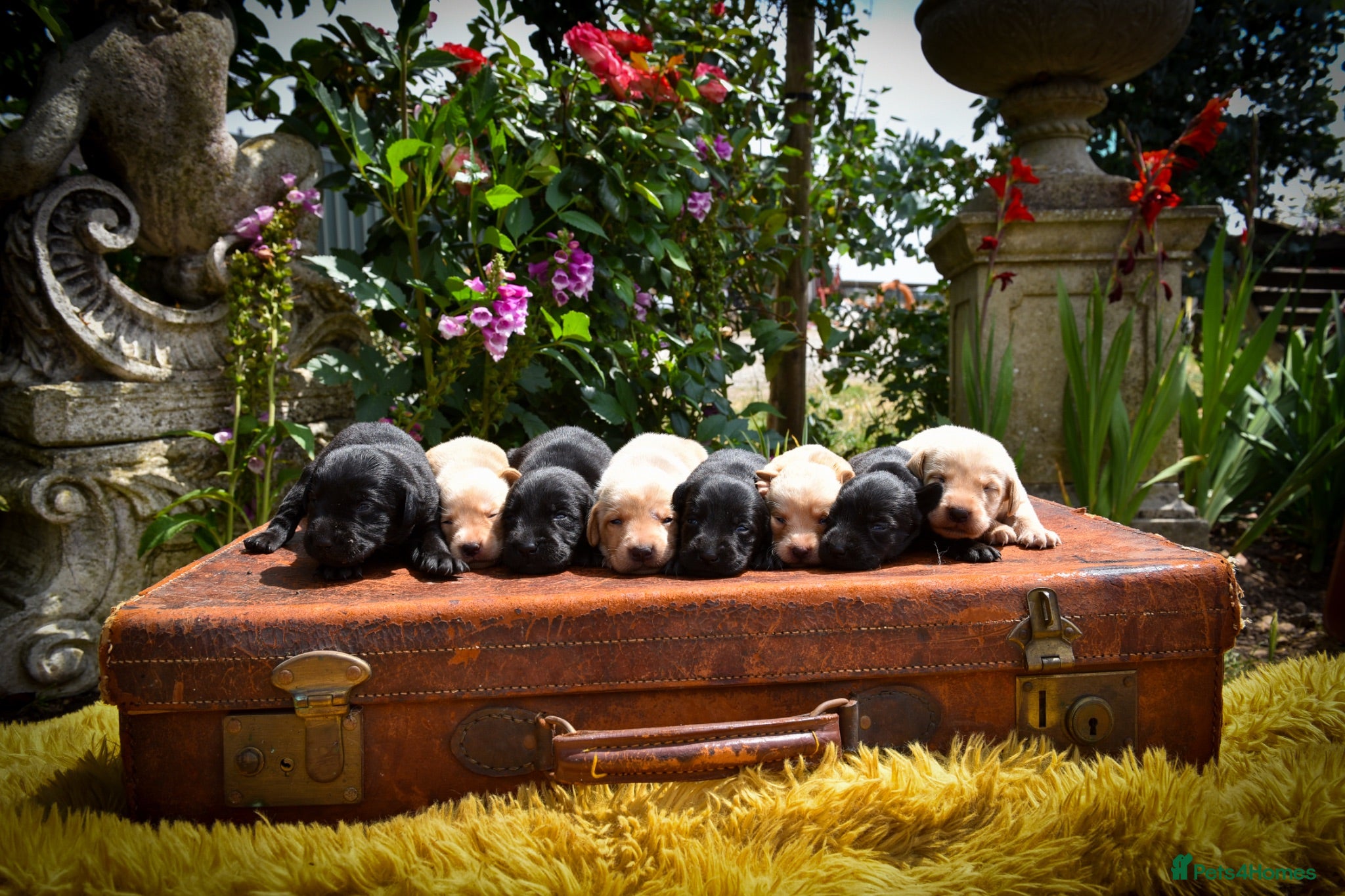 Labrador Retriever dogs Beautiful Yellow and Black KC Puppys - Advert 1