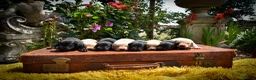 Labrador Retriever dogs for sale: Beautiful Yellow and Black KC Puppys - Advert 1