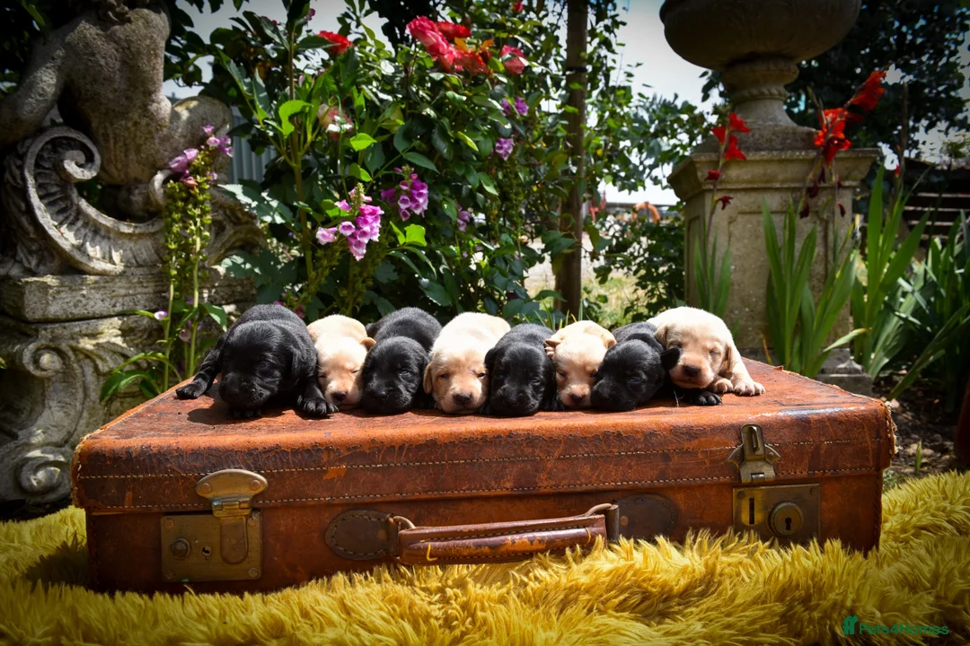 Labrador Retriever dogs for sale: Beautiful Yellow and Black KC Puppys - Advert 1