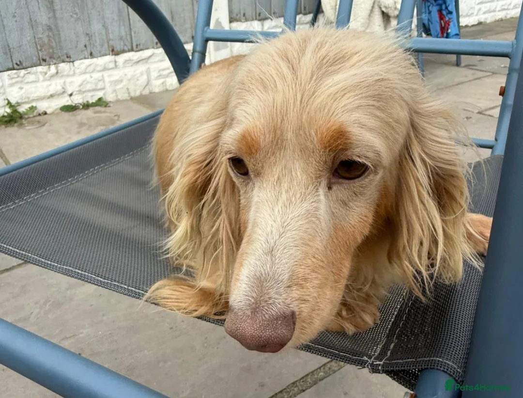 Miniature Dachshund dogs for sale: Isabella and tan long haired bitch  - Advert 1