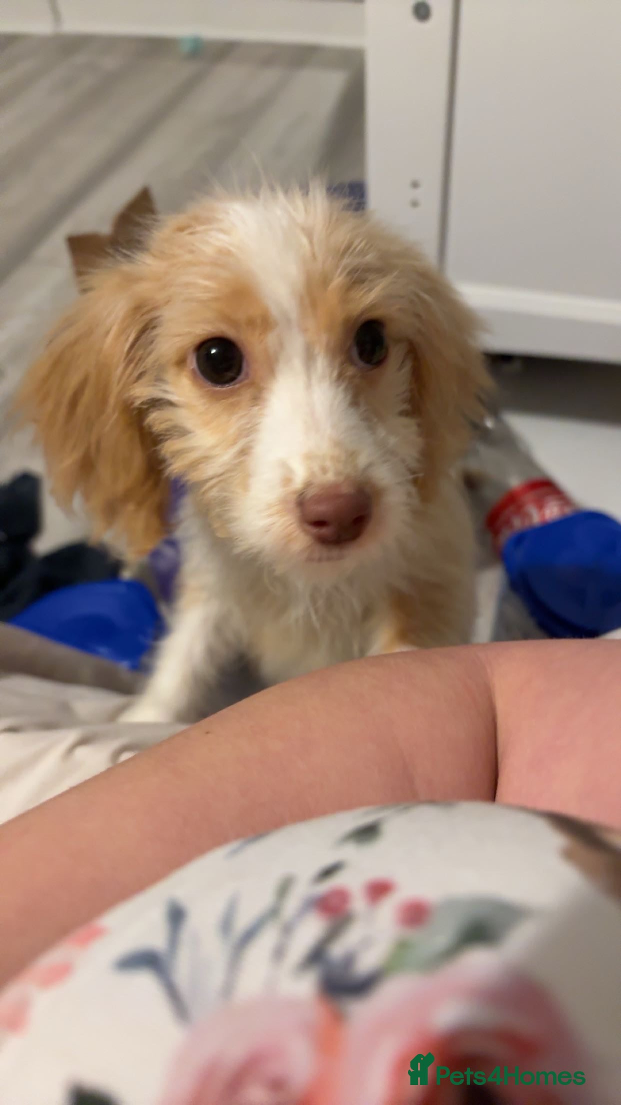 Mixed Breed dogs Daisy - Advert 1