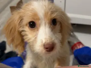 Mixed Breed dogs Daisy - Advert 13