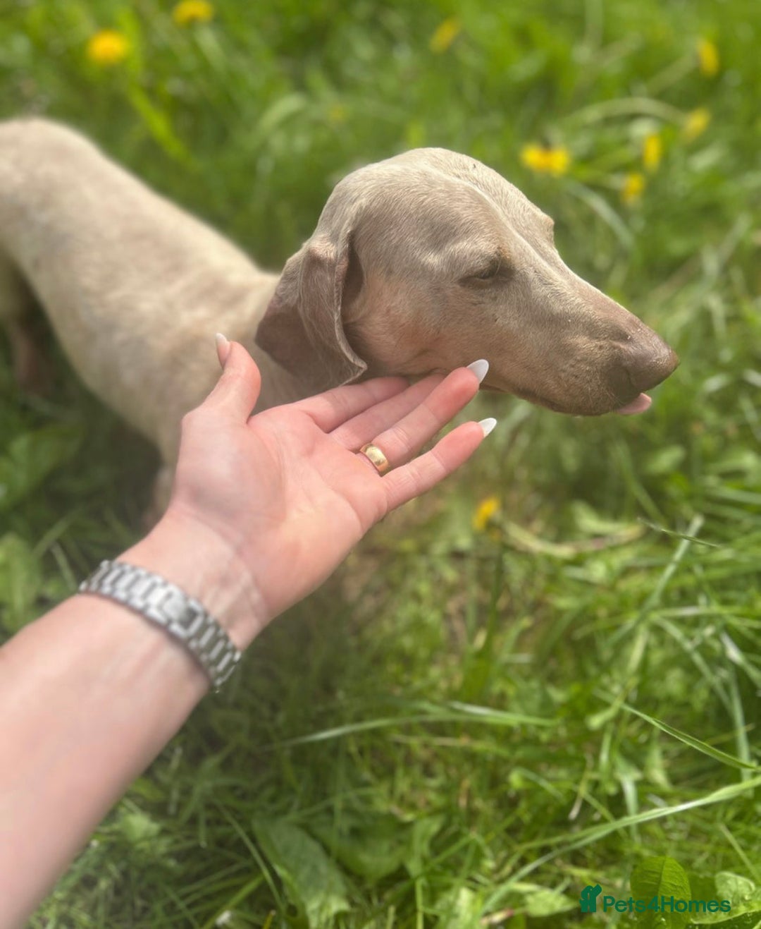 Miniature Dachshund dogs for sale: Miniature Dachshund - Image 7