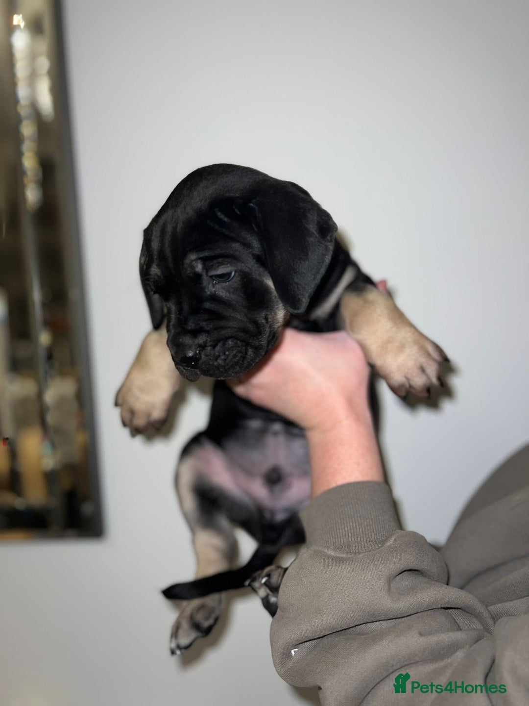 Cane Corso dogs for sale: Cane Corso puppies family reared no expense spared - Advert 8
