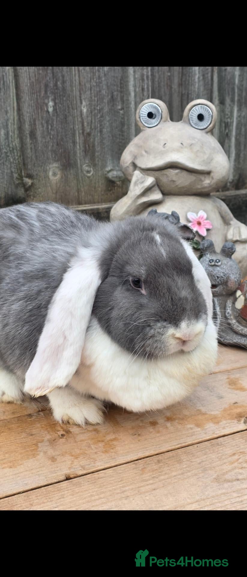 French Lop rabbits Lilac and white french lop Doe. - Advert 1