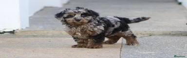 Cavapoochon 2