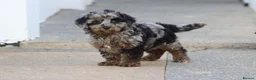 Cavapoochon dogs for sale: Beautiful Cavapoochon puppies for sale - Advert 18