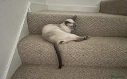 Oriental cats for sale: Oriental and Siamese cats for adoption - Image 16
