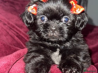 Shih Tzu dogs Shih Tzu Puppies - Advert 2