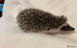 Pygmy Hedgehog rodents for sale: African Pygmy hedgehogs ,several different colours - Image 2