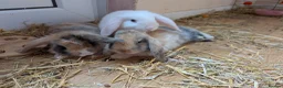 English Lop rabbits for sale: 5 lops ready to go  - Advert 3
