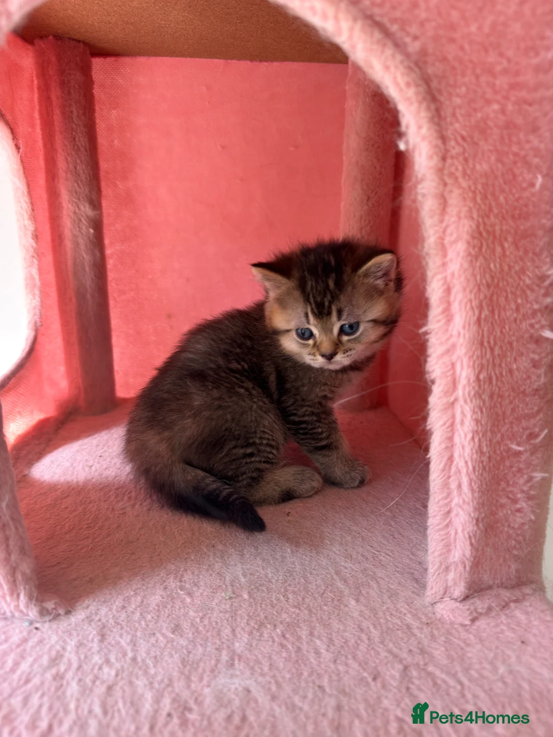British Shorthair cats for sale: Adorable Golden British Shorthair Kitten - Advert 1