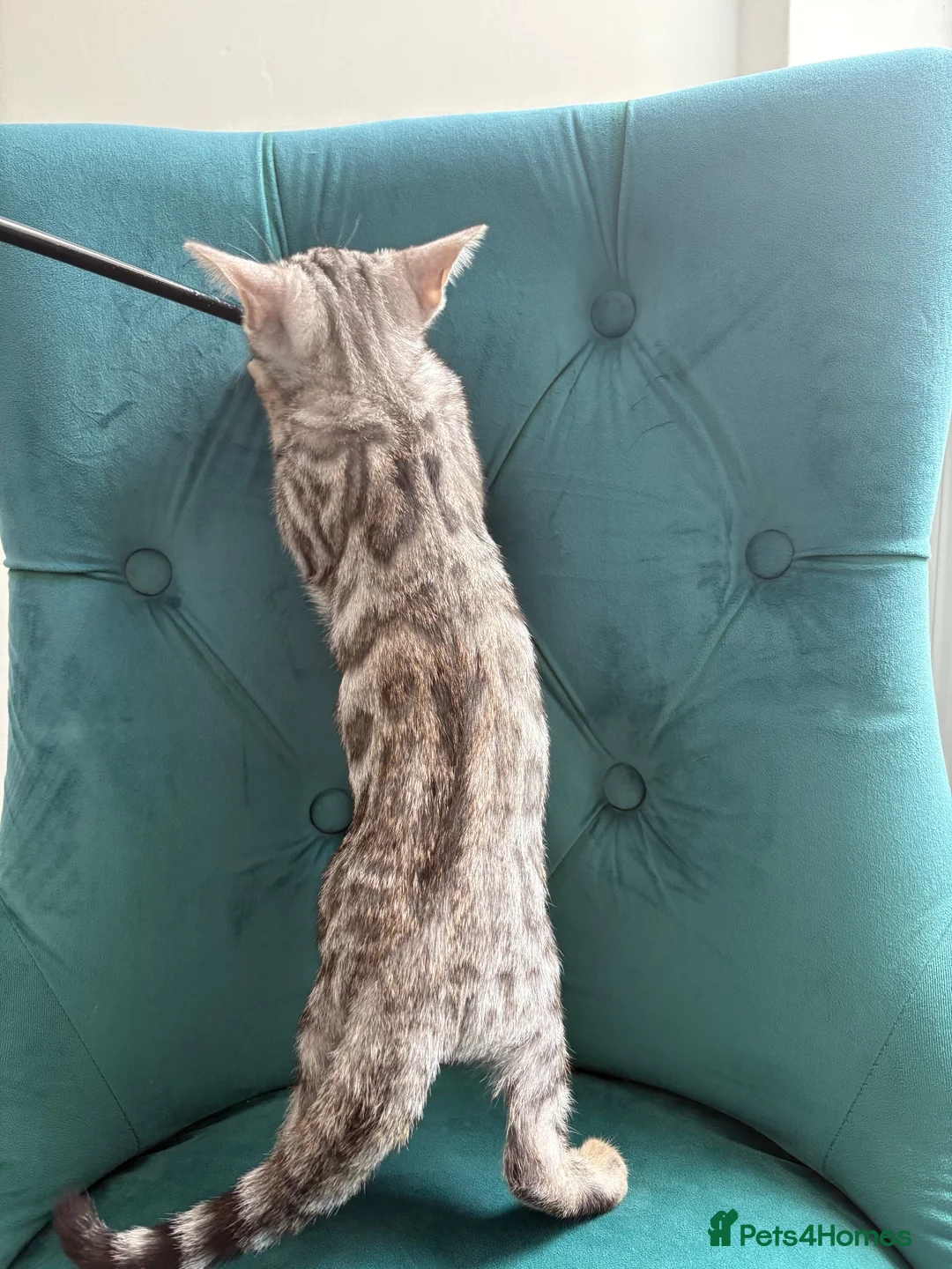 Bengal cats for sale: 2 TICA ACTIVE Bengal BOYS 🐆🐆 - Advert 17
