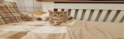 Mixed Breed cats for sale: Sweet female Tabby kitten - Advert 2