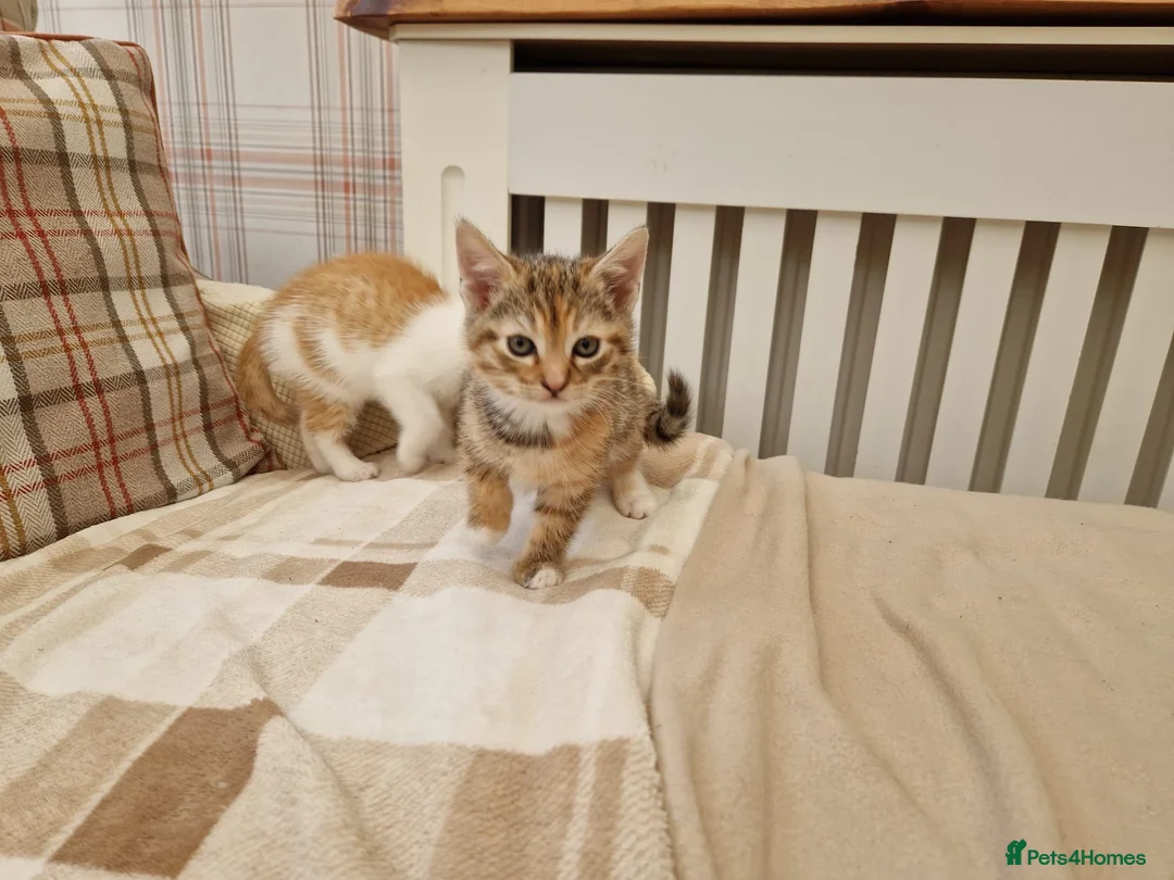 Mixed Breed cats for sale: Sweet female Tabby kitten - Advert 2