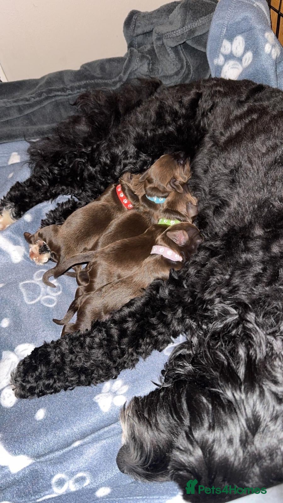 Cockapoo dogs 🍫🐶1 Female Pup Left-F1b Chocolate Cockapoo🐶🍫  - Advert 9