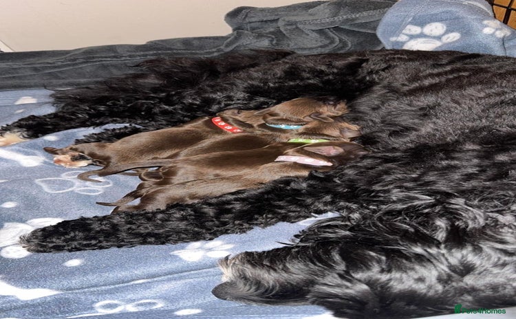 Cockapoo dogs 🍫🐶1 Female Pup Left-F1b Chocolate Cockapoo🐶🍫  - Advert 15
