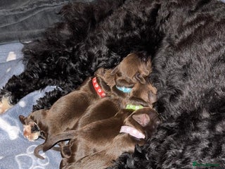 Cockapoo dogs 🍫🐶1 Female Pup Left-F1b Chocolate Cockapoo🐶🍫 - Advert 18