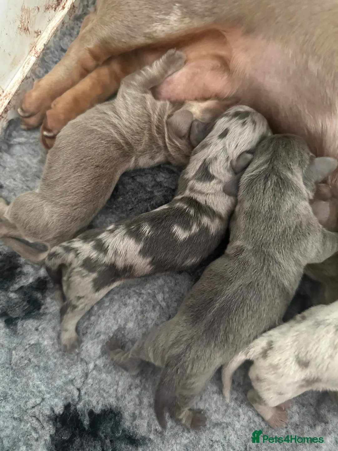 Miniature Dachshund dogs for sale: KC Registered Mini Dachshund (possible longhair)🤍 - Advert 2
