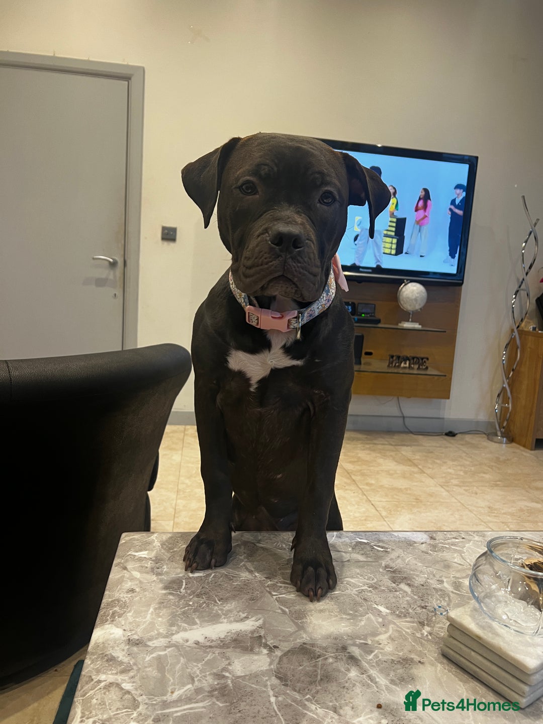 American Bully dogs for sale: American Bully- ‘Lady’ - Image 2