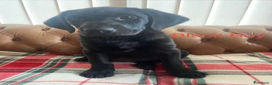 Labrador Retriever 2