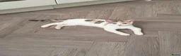 Mixed Breed cats for sale: Beautiful dilute calico female for sale - Advert 2