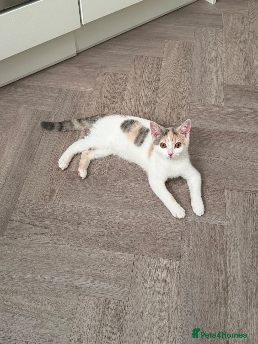 Mixed Breed cats for sale: Beautiful dilute calico female for sale - Advert 2