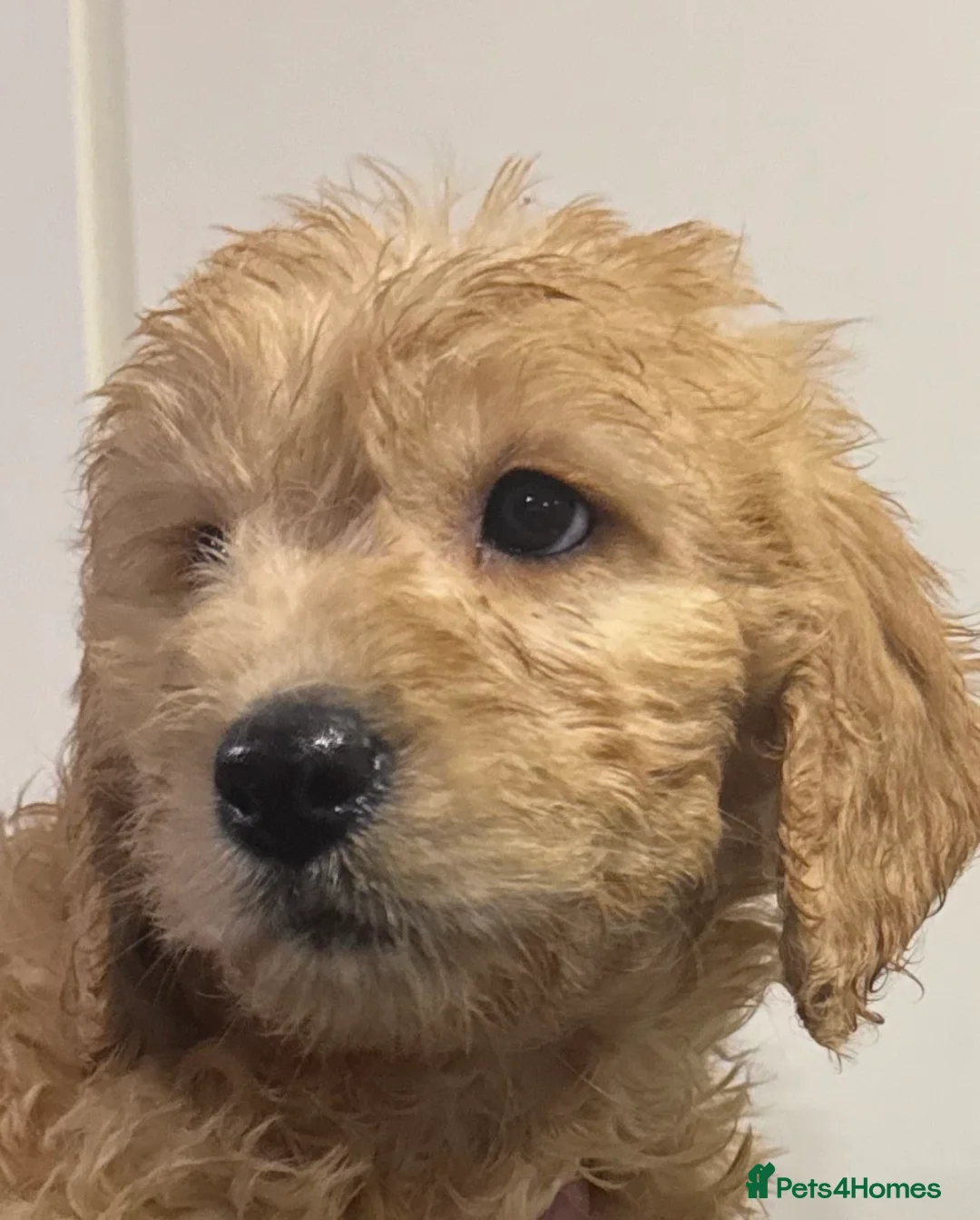 Mini Goldendoodle dogs for sale: Health-checked Happy Fluffy Puppies - Advert 12