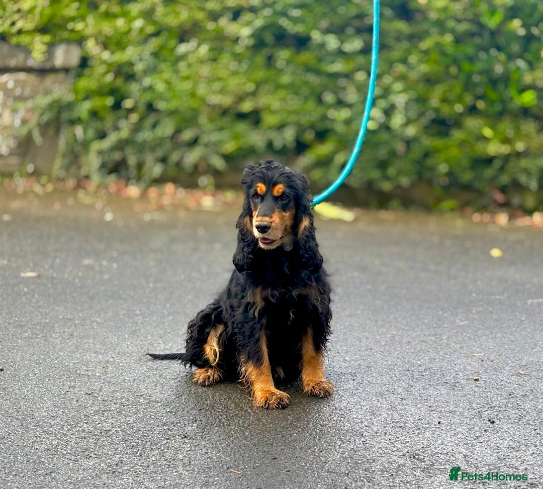 Cocker Spaniel dogs for sale: Black Tan and Chocolate Tan Show Cocker Spaniels  - Image 19
