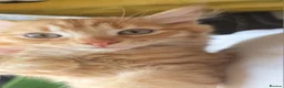British Longhair cats for sale: 4 cute little kittins in Glasgow - Advert 10