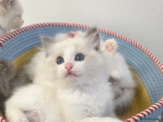 Ragdoll cats GCCF registered ragdoll kittens - Advert 5
