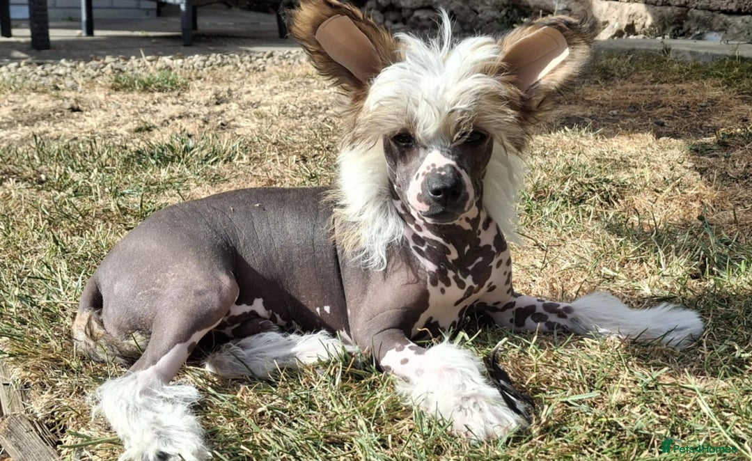 Chinese Crested dogs for sale: Beautiful Hairless Pup available. in Mitcheldean - Image 7