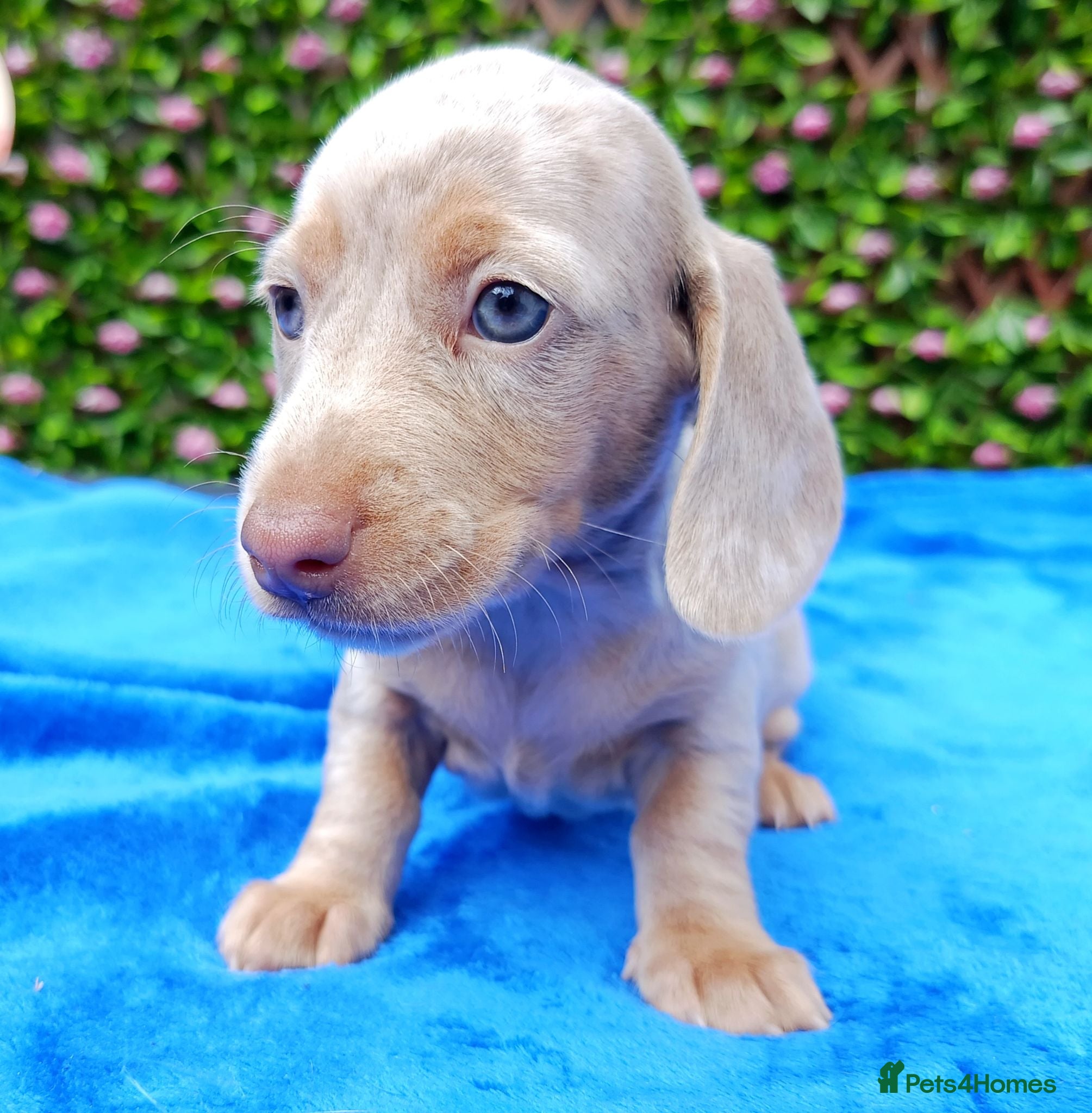 Miniature Dachshund dogs KC Reg PRA Clear mini solid colours  - Advert 2