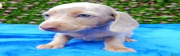 Miniature Dachshund dogs for sale: FULLY VAX BELLA KC Reg PRA Clear mini solid - Advert 13