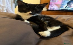 British Shorthair cats for sale: two girl kittens  - Image 1