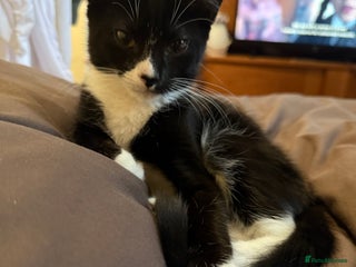 British Shorthair cats - Advert 17