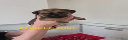 Border Terrier dogs for sale: Beautiful Borer/borderlakeland puppies - Advert 5