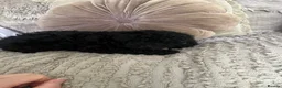 Toy Poodle dogs for sale: Beautiful black toy poodle puppy - Advert 2