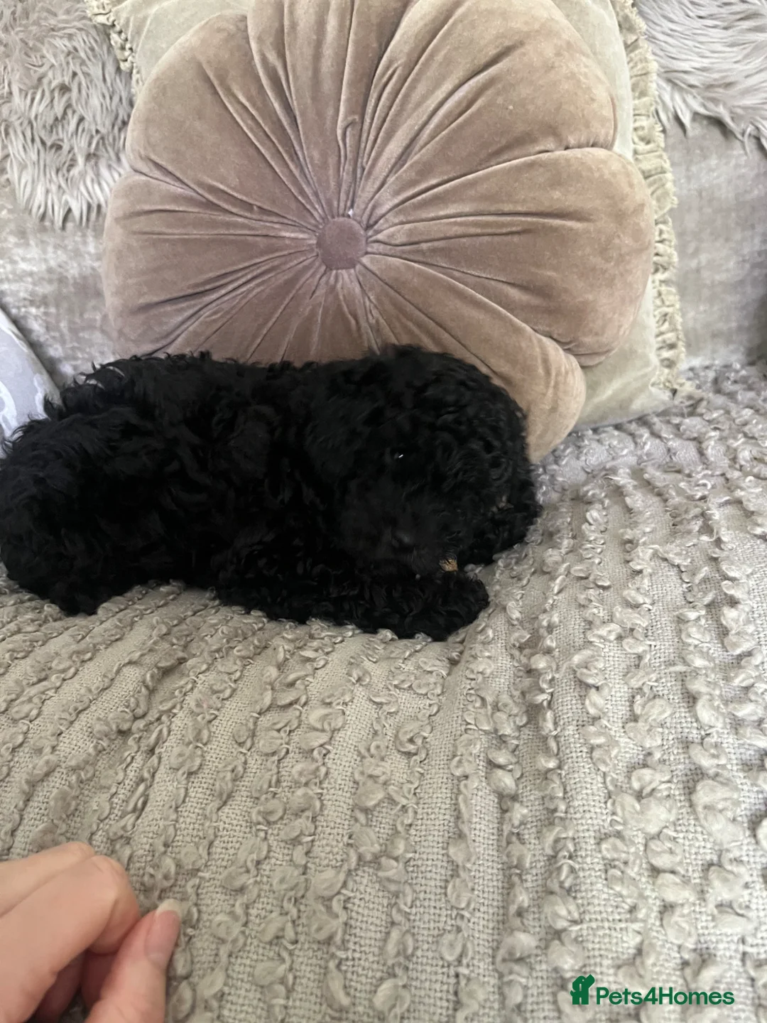 Toy Poodle dogs for sale: Beautiful black toy poodle puppy - Advert 2