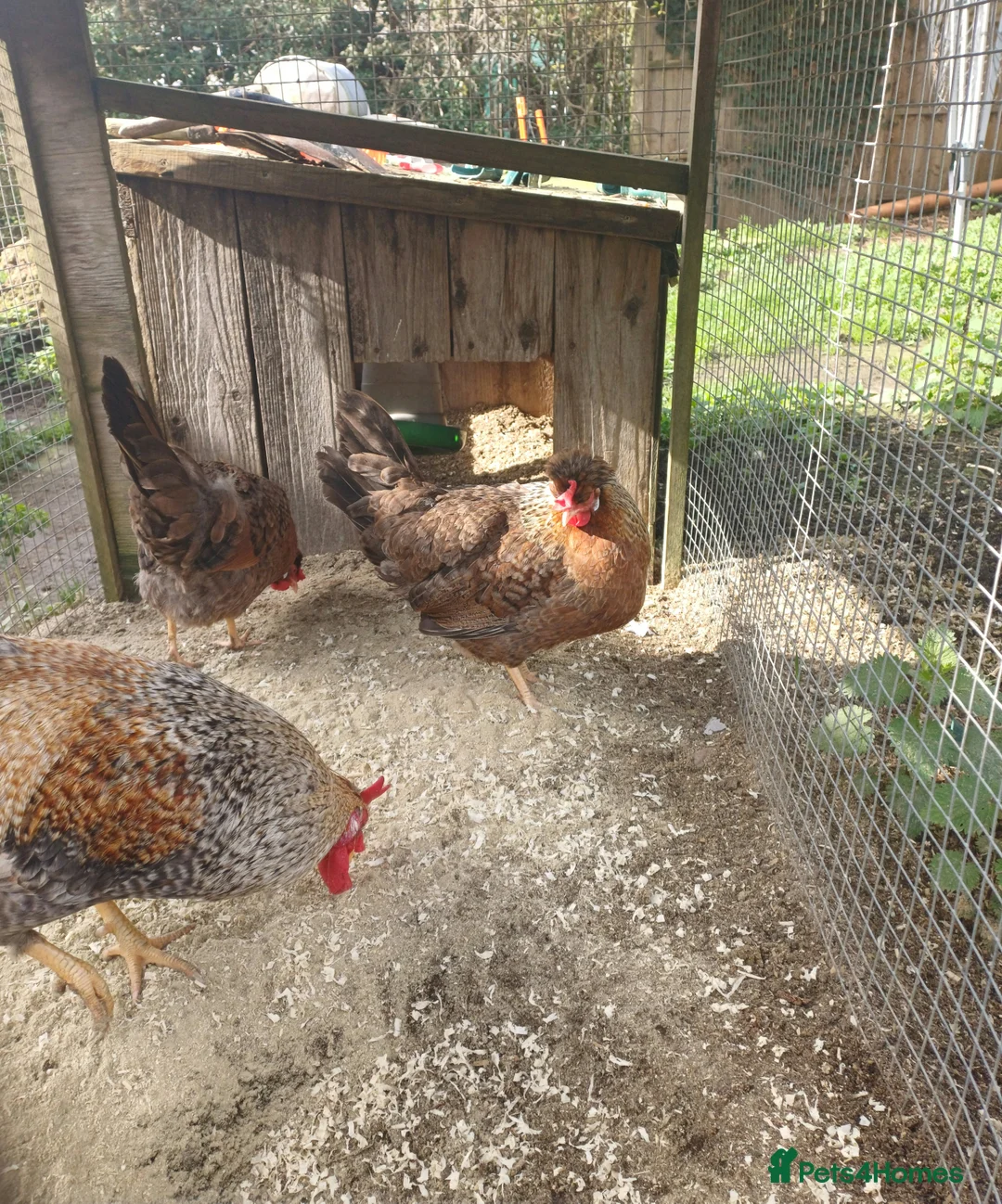 Chickens poultry for sale: 3 cream legbar pullets  in Trowbridge - Advert 7