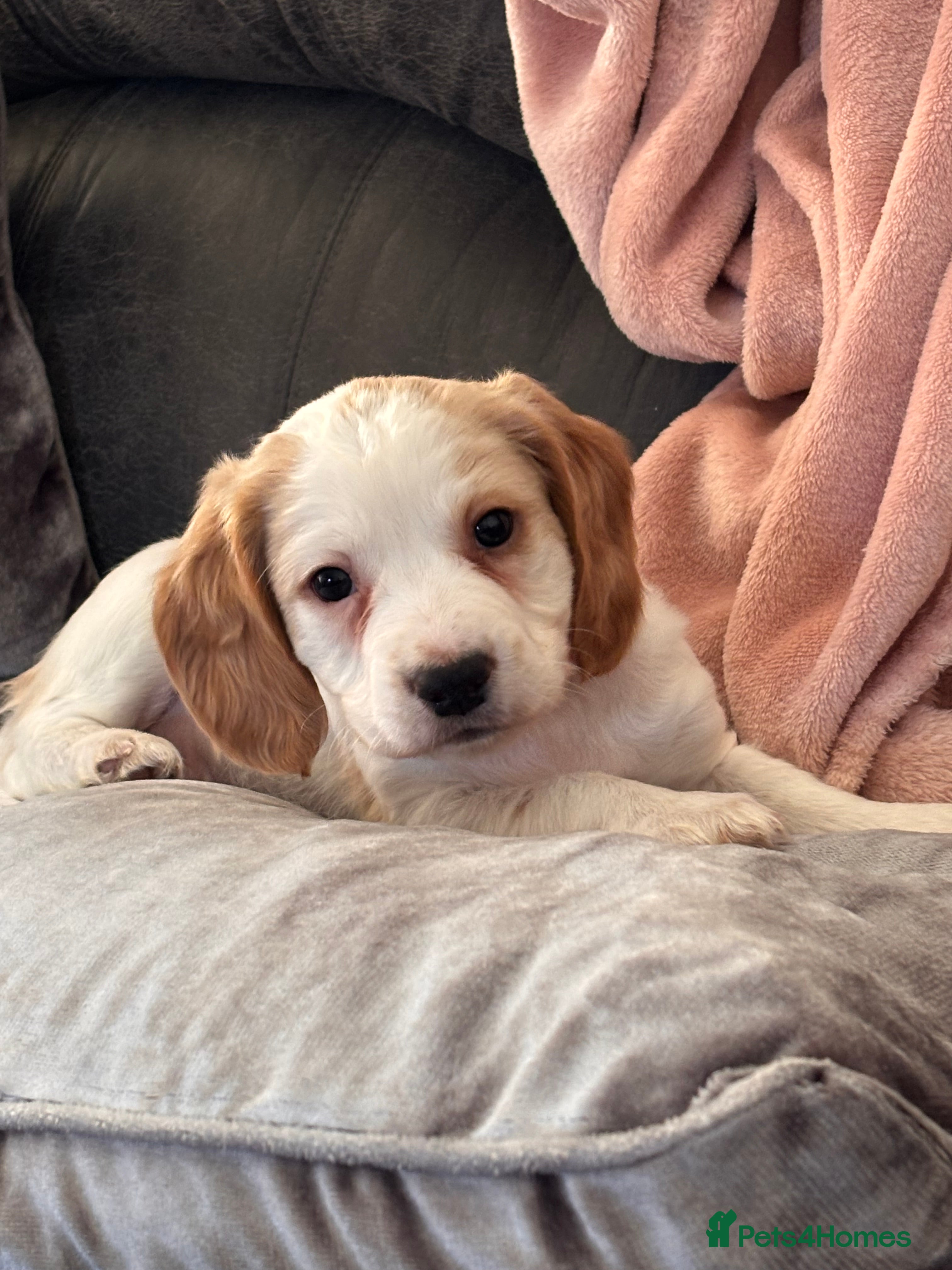 Cocker Spaniel dogs Beautiful working cocker spaniel puppy  - Advert 7