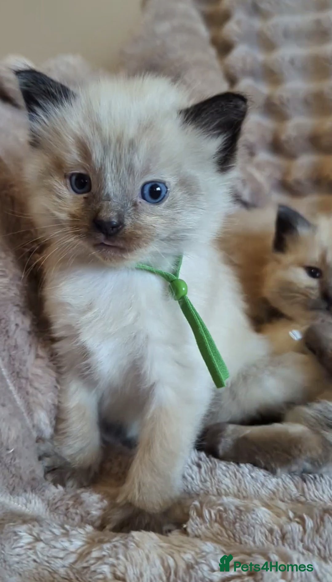 Ragdoll cats for sale: All babies have found a loving home  - Advert 19