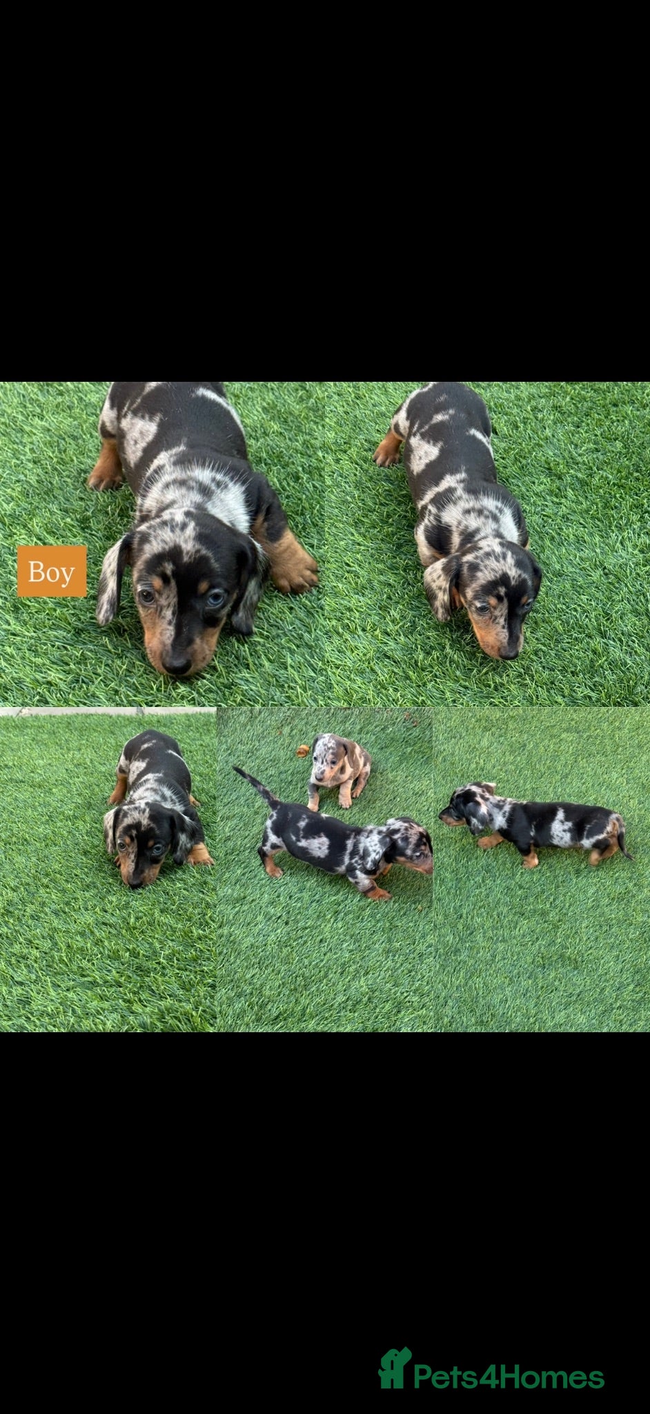 Miniature Dachshund dogs Miniature dachshund Puppys for sale  - Advert 11