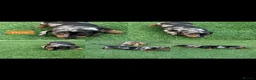 Miniature Dachshund dogs for sale: Miniature dachshund Puppys for sale  in Aldershot - Advert 2