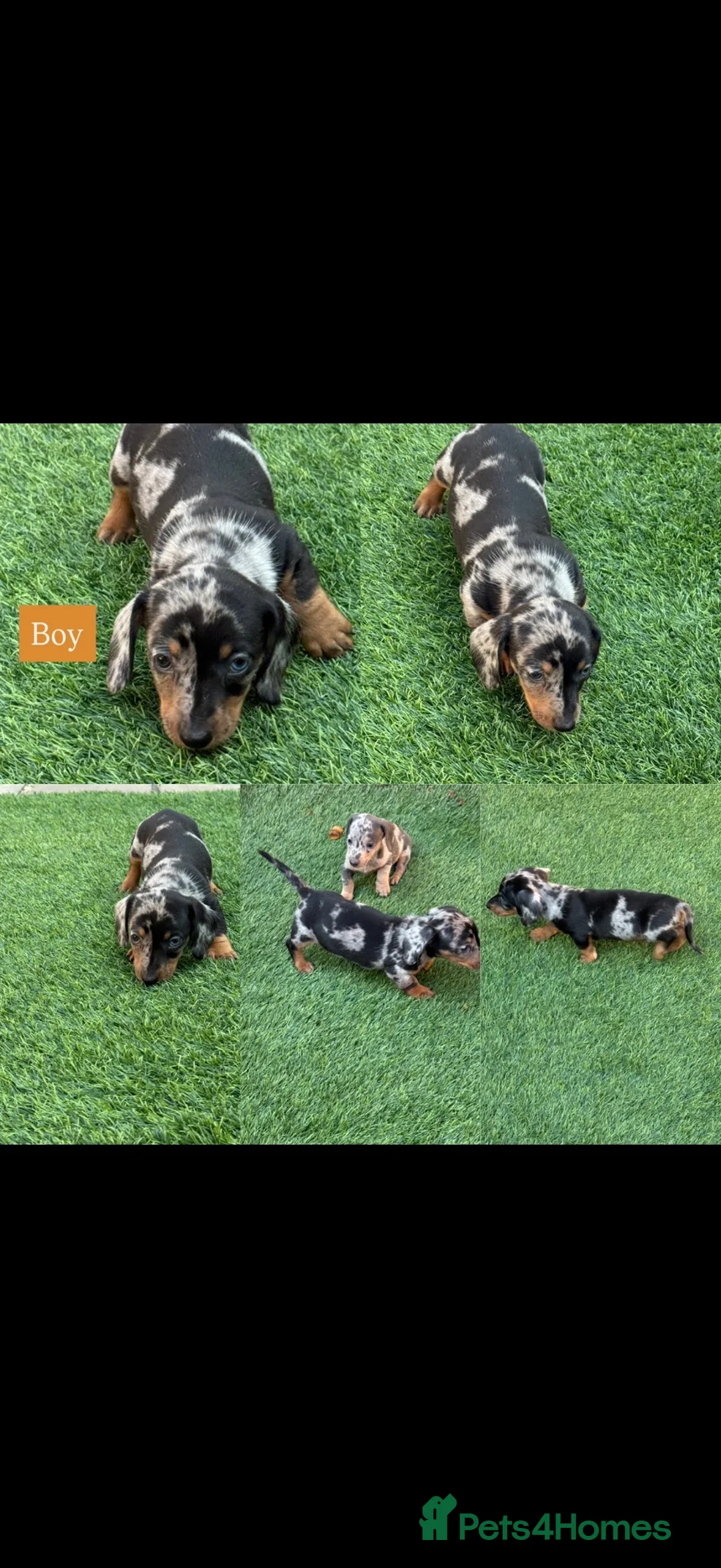 Miniature Dachshund dogs for sale: Miniature dachshund Puppys for sale  in Aldershot - Advert 2