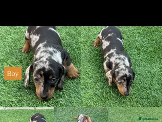 Miniature Dachshund dogs Miniature dachshund Puppys for sale - Advert 11